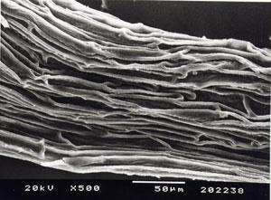 Section Quinqueloculares seeds and their coat surfaces in SEM.