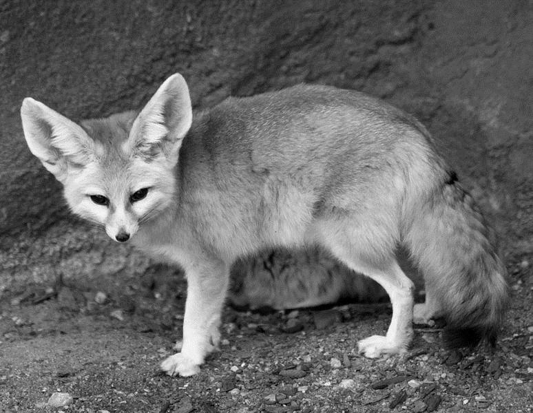 4-7 Ecology Trilogy.0 Figure shows a fennec fox. Figure Fennec foxes live in the desert. Drew Avery Creative Commons 2.0. Draw one line from each adaptation of the fennec fox to the advantage of the adaptation.