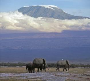 Geographic isolation Different species can be formed by geographic isolation, for example, consider an African elephant: 1) Elephants are separated by a geographic feature e.g. a 2) Elephants on each