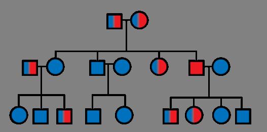 Family Pedigree Charts Consider the following chart of the offspring and