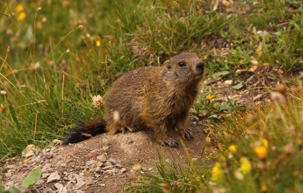 Predicting presence or absence of marmot burrows Study area: 9500 cells (100m 2 each) within the Stelvio National Park (Italy).