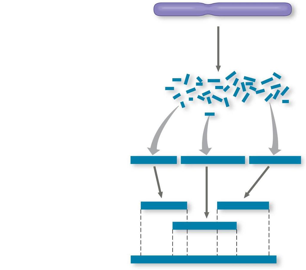 Figure 21.2-3 1 Cut the DNA into overlapping fragments short enough for sequencing. 2 Clone the fragments in plasmid or other vectors. 3 Sequence each fragment.