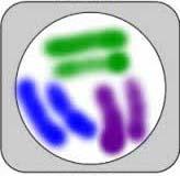 Vocab: 40 - Answer The cell is diploid (it has pairs of homologous chromosomes), thus