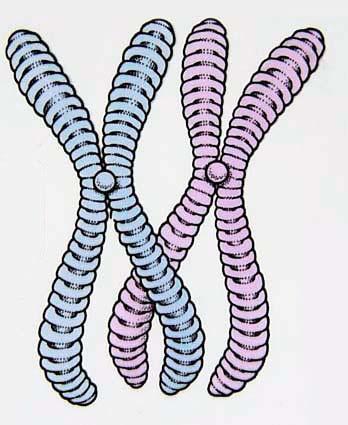 Meiosis : 20 - Answer They pair up by same size (and they