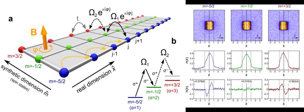 Synthetic dimensions Internal degree of freedom (Zeeman states) sites of a fictitious lattice Two-photon Raman transition hopping in a tight-binding model References : M. Mancini et al.; B.