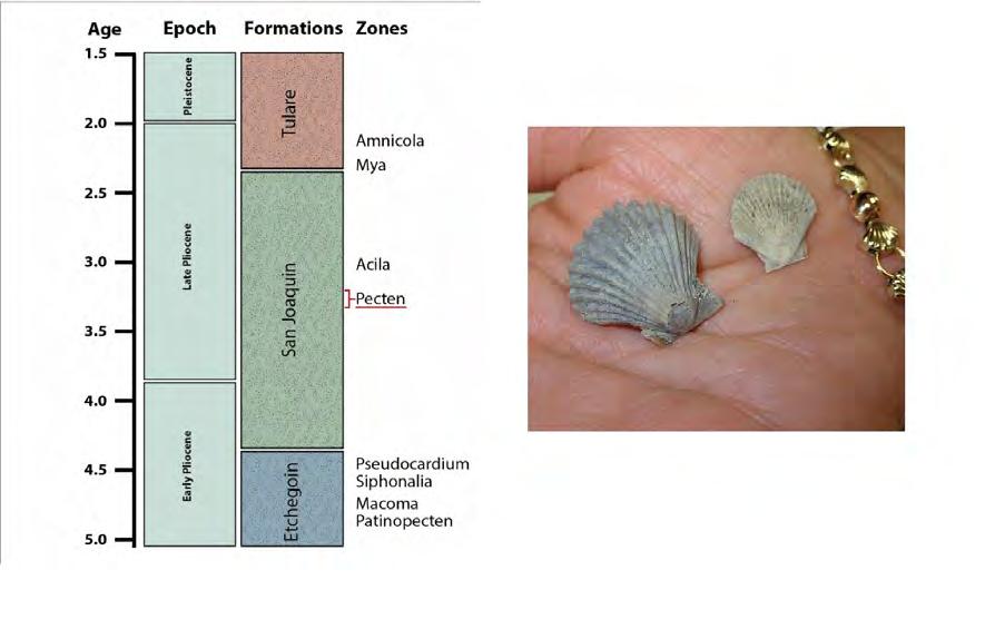 Use the box for sketches of fossils and/or