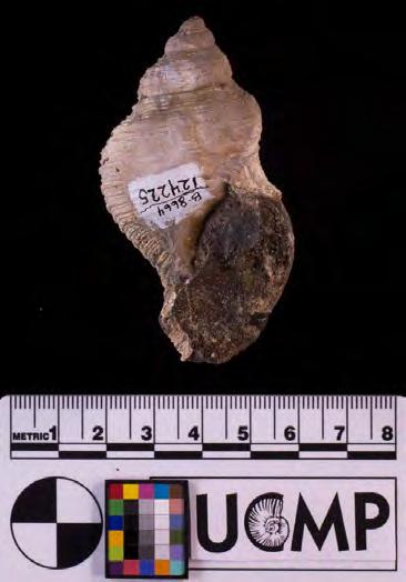snails, and the sizes of fossils.