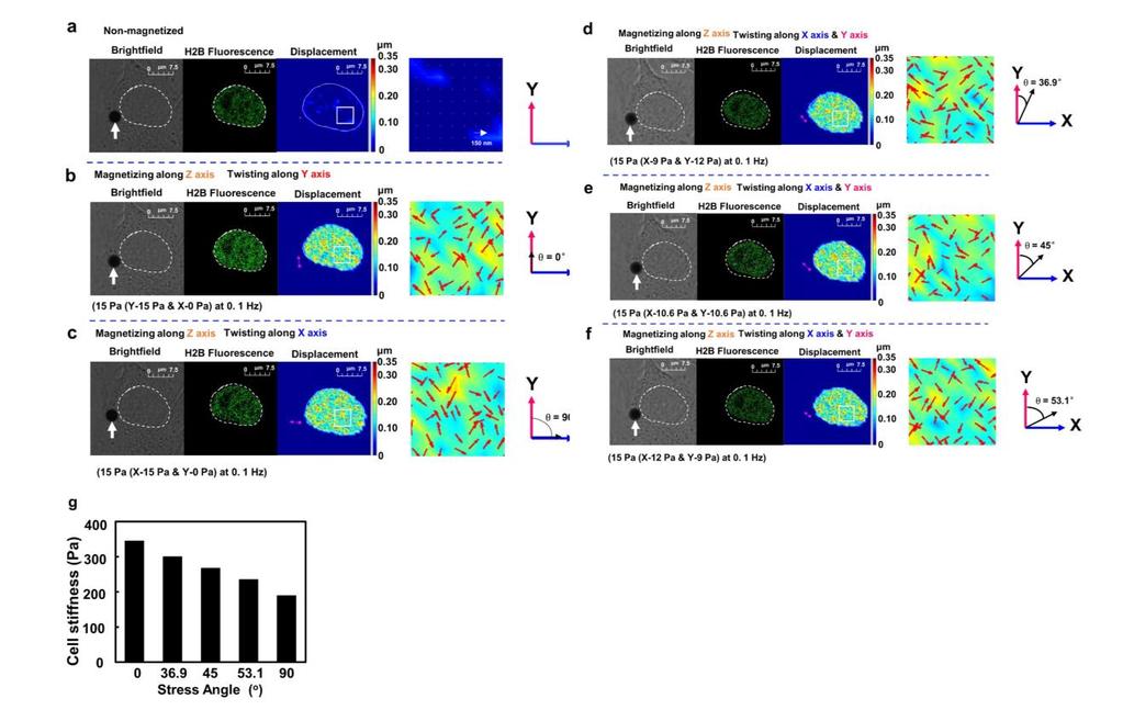 Supplementary Figure 4 Nuclear H2B displacements influenced by stress directionality. A different cell from that in Fig. 4. From left to right: bright-field images of the cell, GFP-Histone 2B fluorescence images, and displacement map images of the same murine melanoma B16 cell.