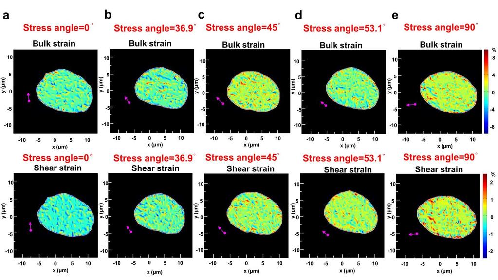 Supplementary Figure 5 H2B strains depend on force directions. This is the same cell as in Supplementary Fig. 4.