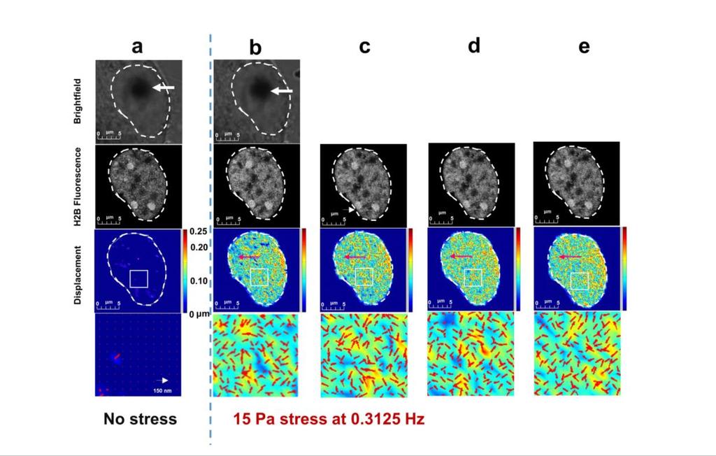 Supplementary Figure 8 Nuclear H2B fluorescence images and displacement maps under different conditions. This cell is a representative cell in Supplementary Fig. 7. First row: brightfield images.