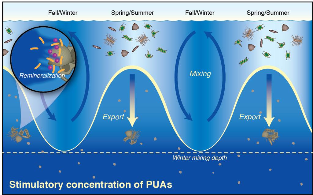 How/why do PUAs continue to be produced on sinking particles?