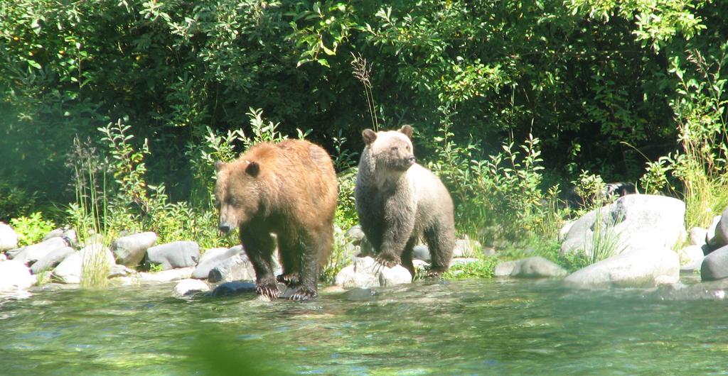 Grizzly Bear Restoration Plan/ Environmental Impact Statement Steve Rochetta Background Situated in the core of the North Cascades ecosystem (NCE), the North Cascades National Park Complex is