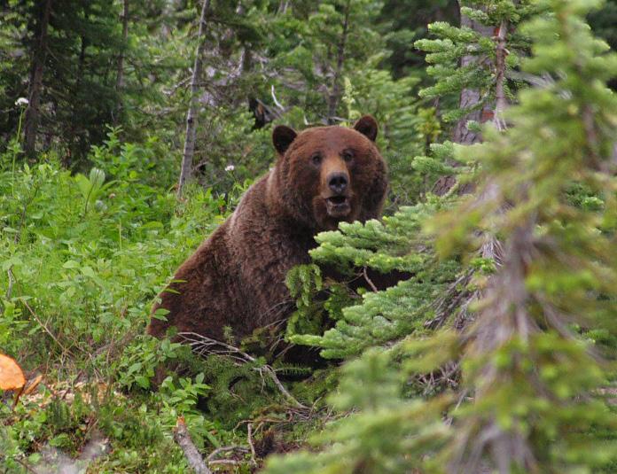 What is the Purpose The purpose of this Plan/EIS is to determine how to restore the grizzly bear to the North Cascades ecosystem (NCE), a portion of its historic range.