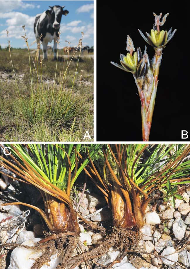 234 POLISH BOTANICAL JOURNAL 62(2). 2017 Fig. 1. Juncus squarrosus L. A habit, B inflorescence, C tufts. Photo G. Jakab. occurrence has always been contested because of the lack of herbarium material.