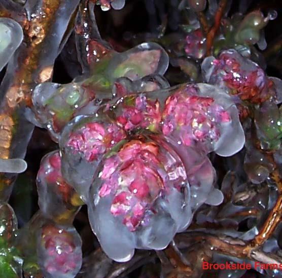 Ice Forming Indicator The color of the ice forming on plants is very