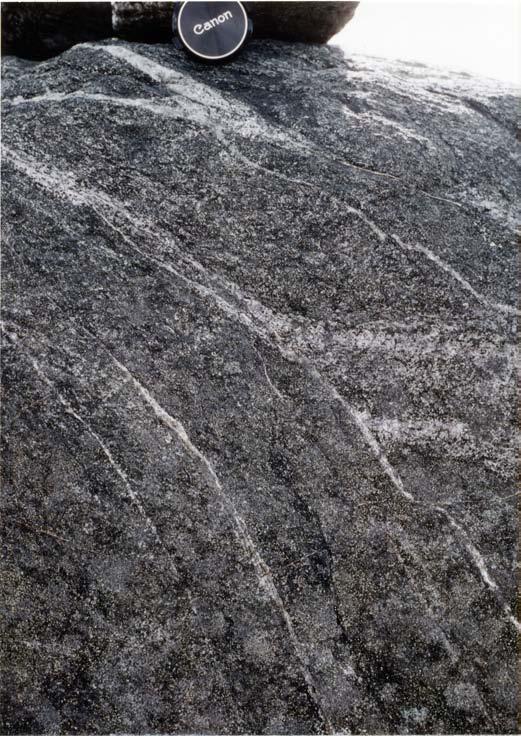 Figure 4.6 Narrow shear zones (chalky white weathering) swing into the mylonitic foliation.