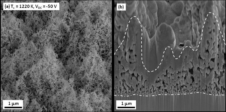Figure 7-3 Undulating tungsten fuzz growth. (a) Higher magnification SEM images of the sample in Fig. 7-2c. The viewing angle is 52 from normal.