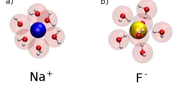 Ion-Dipole Interactions in Water: Hydrated Ions A water molecule in bulk water is in a different state from a water molecule near an ion.