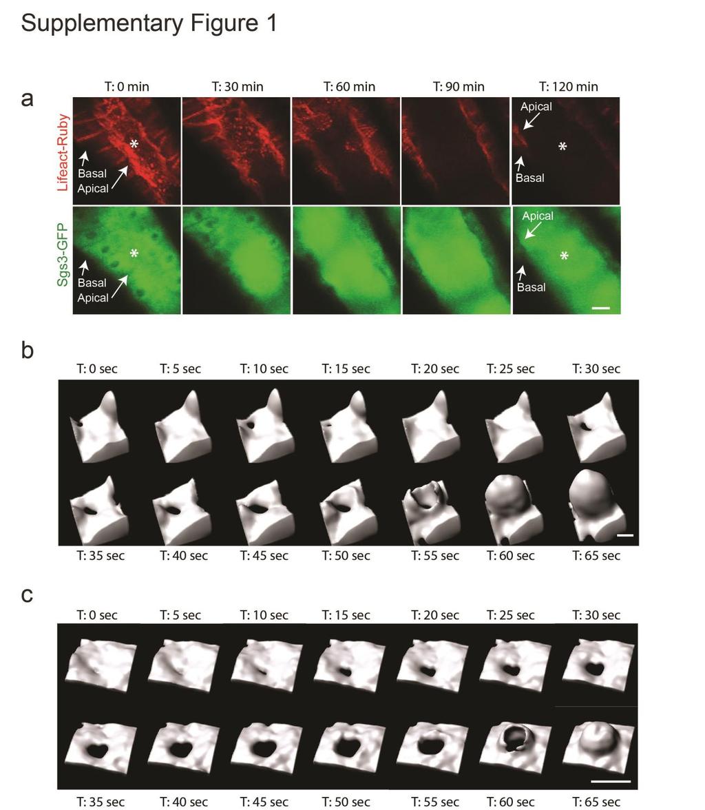 Supplementary Figure 1. Real time in vivo imaging of SG secretion.