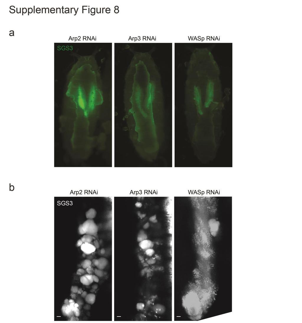 Supplementary Figure 8. Arp2/3 and WASp are required for in vivo cargo secretion (a) In vivo imaging of SGs in prepupae expressing Sgs3-GFP (green) and RNAi to Arp3, Arp2 or WASp.