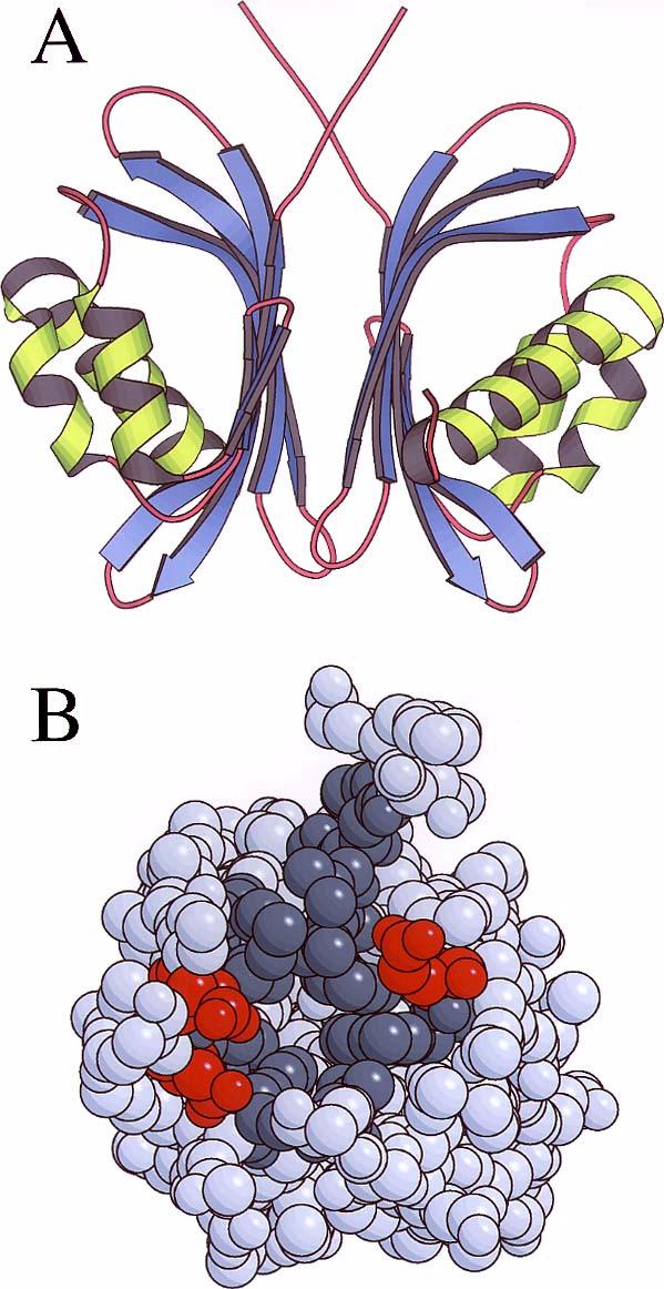 Nuclear Trafficking of NTF2 Fig. 4. Crystal structure of NTF2-RanGDP complex in which NTF2 is blue and Ran is red.