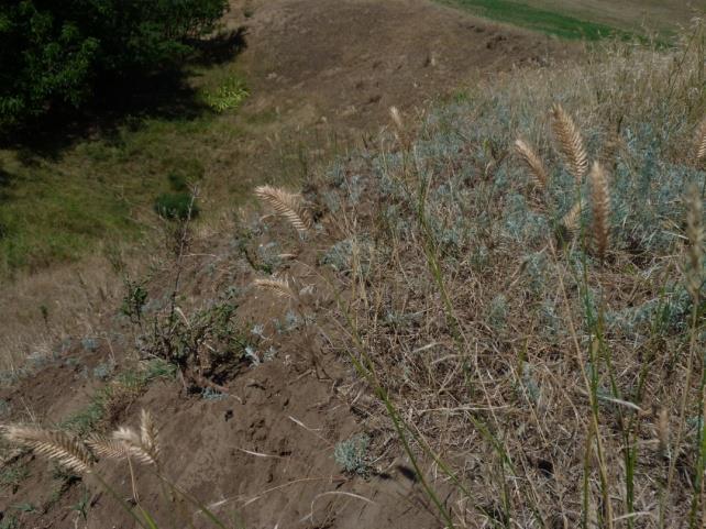 Conclusions Past destruction (specialists, problem species ) local increase in slope -> environmental changes favourable for specialists (Agropyron cristatum, Artemisia santonica, Carex