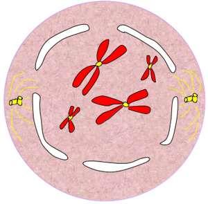 Prophase Prophase is the first of the four stages of mitosis. Early during this stage the chromosomes (shown in red in the diagram) become visible with a light microscope as they condense (i.e., as they shorten, coil, and thicken).