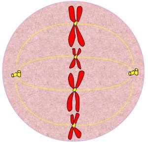 METAPHASE During this, the second stage of mitosis, the chromosomes line up in the middle of the cell, halfway between the centrioles on an imaginary plane called the "metaphase plate" The spindle