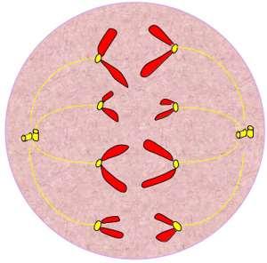 TELOPHASE During the last of the four stages of mitosis, telophase, the