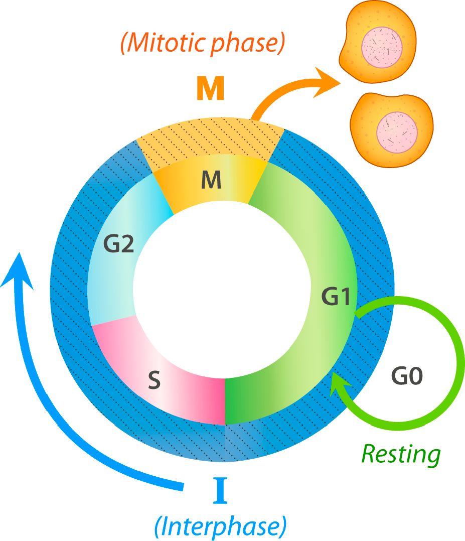 THE CELL CYCLE Cell division is just one of several stages that a cell goes through during its lifetime.