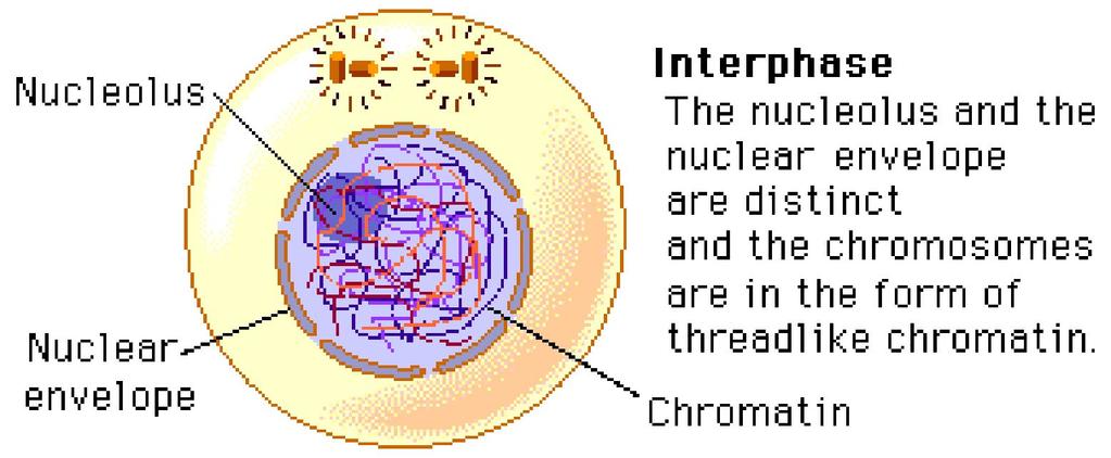 The mitosis phase (M) actually includes both mitosis and cytokinesis. This is when the nucleus and then the cytoplasm divide.