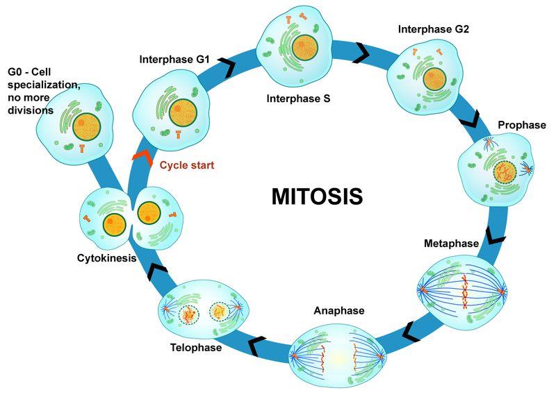 8 : Mitosis is the multi-phase process in which the nucleus of a eukaryotic cell divides. Prophase The first and longest phase of mitosis is prophase.