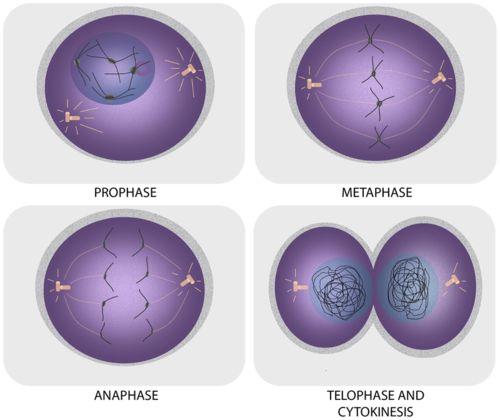 It occurs differently in animal (left) and plant (right) cells.