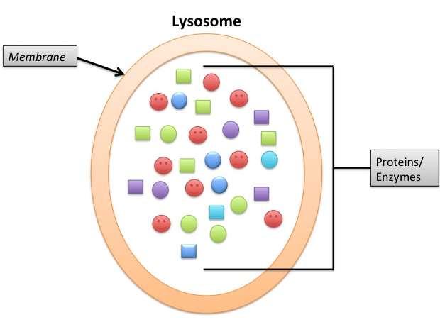 Lysosomes are simple, membrane-bound organelles full of