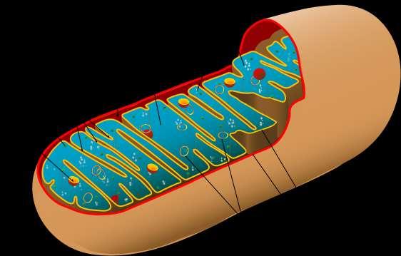 The Mitochondrion (pl.