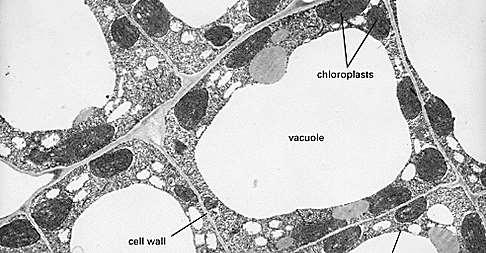 Vacuoles & Vesicles: Animal cells sometimes have small vacuoles for digestion Unicellular organisms have contractile vacuoles