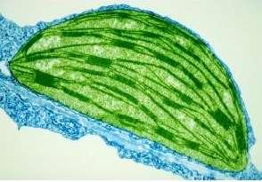 Chloroplasts Site of Photosynthesis