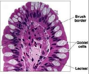 Given a micrograph of a cell, deduce the function of the cell based on the structures present.