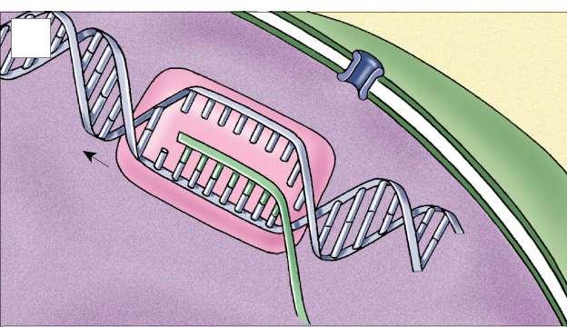 nuclear membrane DNA Nucleus