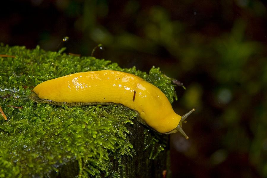 Example Are banana slugs susceptible to soil mercury contamination?