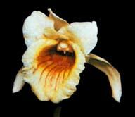 The Orchid Review online supplement The genus Stenotyla Franco Pupulin provides a genus description, a list of specimens examined, additional line drawings and illustrations Stenotyla helleri Fowlie