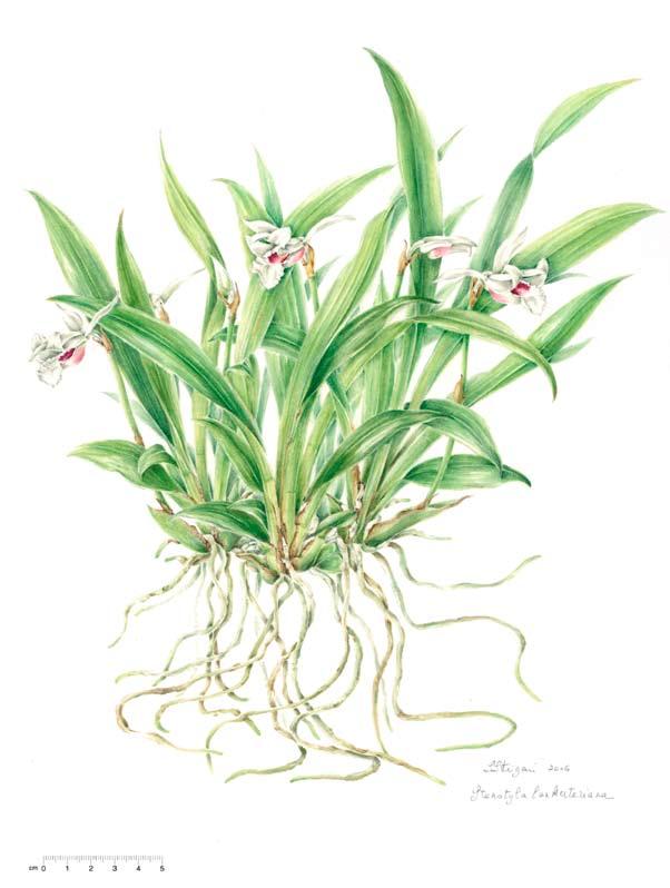 The Orchid Review 2 Stenotyla lankesteriana, from a plant collected in Costa Rica in the vicinity of