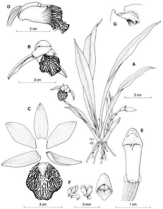 orchid genera Franco Pupulin, reproduced with permission of Costa Rica University Press Stenotyla picta (Rchb.f.) Dressler 5mm 2cm 5 Stenotyla picta.