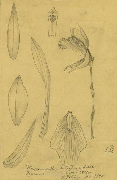 orchid genera Stenotyla picta (Rchb.f.