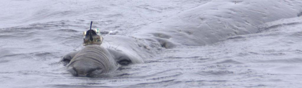 ELEPHANT SEALS AS POLAR OCEAN OBSERVERS New evidence for the dense shelf water