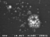 3 FE-SEM images of Au nanoparticles prepared by three different wavelengths laser beams in, 10-4 M and 10-3 M C 12 H 25 SO 4 Na solutions.
