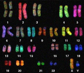 Genes & Protein Synthesis Chromosomes: Humans normally have 23 pairs of chromosomes, the last of which are the sex chromosomes. Females are XX, and males are XY.