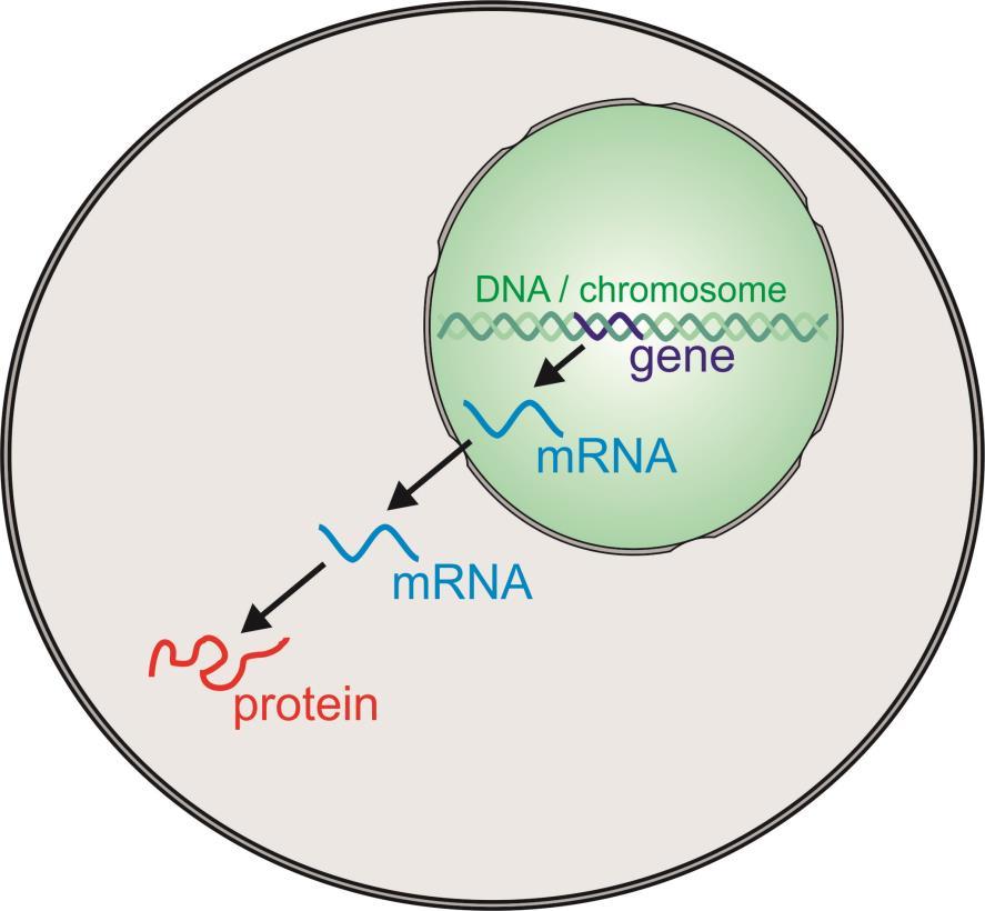 Genes & Protein Synthesis Protein synthesis: A gene is used as a template for synthesis of messenger RNA (mrna) in the nucleus mrna is used as a template for synthesis of a