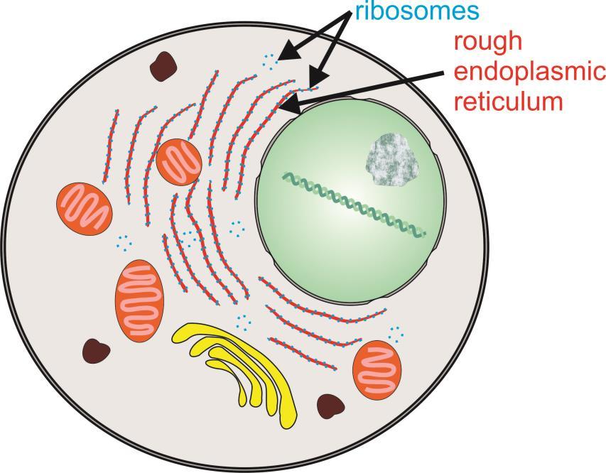 Organelles of Cells Endoplasmic reticulum: Interconnected network of tubules in the cytoplasm Rough endoplasmic
