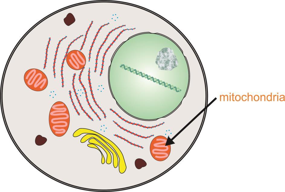 Organelles of Cells Mitochondria: Supply energy in a